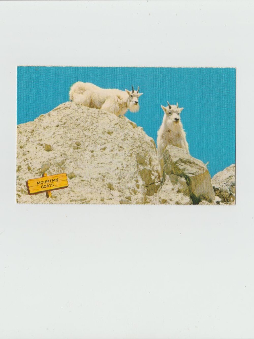 Rocky Mountain Goats Postcard